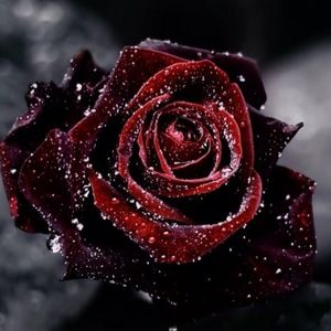 Meet your Posher, Signe